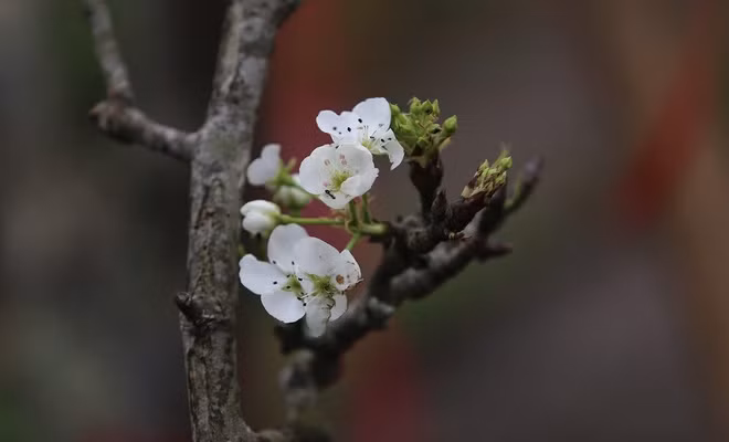 Màu trắng của hoa lê gợi cảm giác thanh khiết, dễ chịu. Ảnh: Nhịp sống kinh tế.