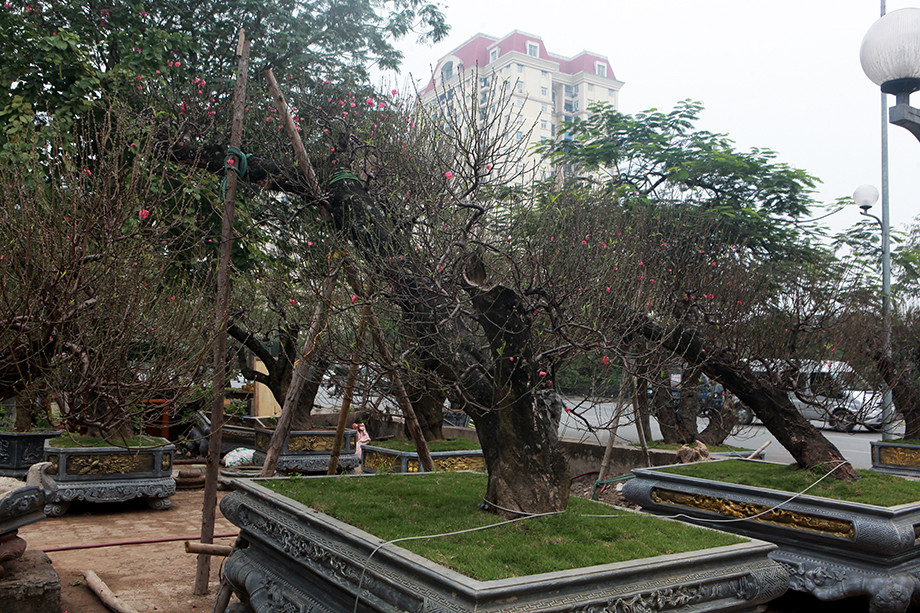 Nhiều gốc đào rừng to, dáng đẹp được "hét giá" tới hàng trăm triệu đồng. Ảnh: Dân Việt.