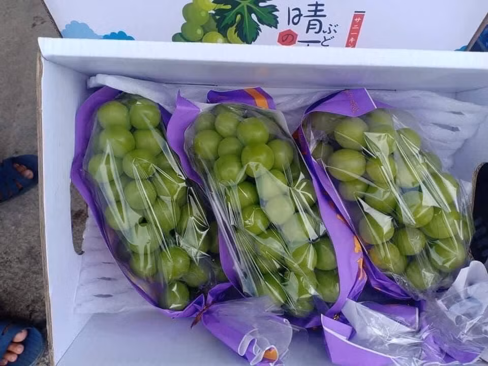 Theo quảng cáo của người bán, nho sữa nội địa Trung Quốc rẻ hơn nhiều so với nho sữa Hàn Quốc, Nhật Bản nhưng chất lượng không kém.