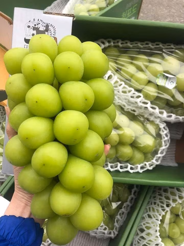 Chị Hoa (Bắc Ninh) cho biết, loại nho này ăn có vị sữa nhưng không thơm và ngọt như nho của Hàn Quốc và Nhật Bản.