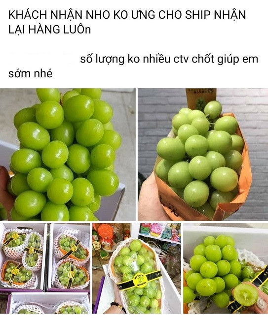 Lý giải về tình trạng “loạn giá” trên chợ mạng, chị Hải cho biết vào đầu mùa, nho sữa Trung Quốc loại VIP có giá 1 triệu đồng/thùng 2kg nếu mua sỉ. Tuy nhiên, hiện đang vào mùa, giá nho chỉ từ 300-400.000 đồng/ thùng. Nguồn ảnh: Facebook. Video: Khám phá vườn nho Ninh Thuận. Nguồn: VTC1