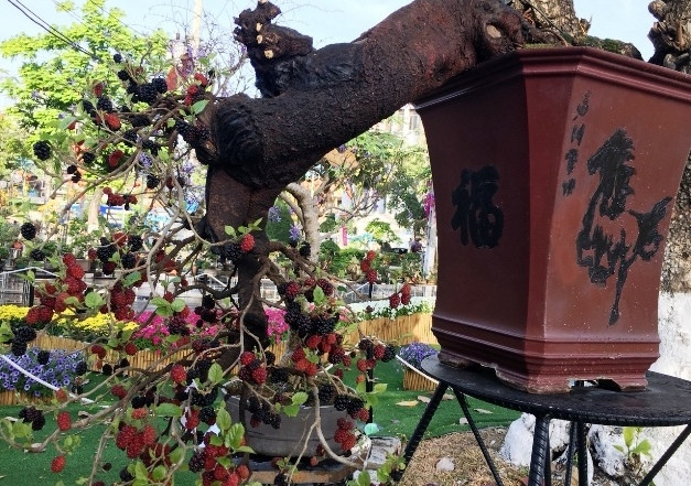 Chậu dâu cảnh dáng quái dị cho ra quả có màu (đỏ, tím) đẹp mắt. Ảnh: Dân Việt.