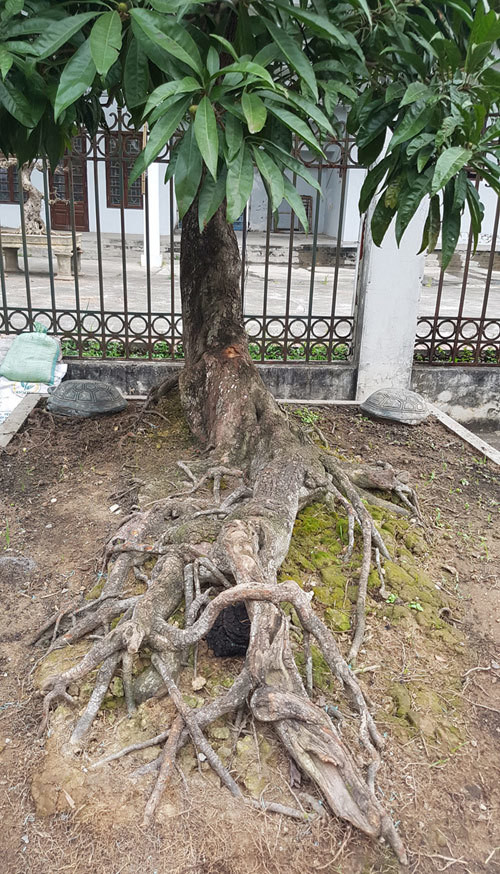 Những bộ rễ dài cả mét này bò trên chậu mang trở thành điểm đặc sắc của cây. Ảnh: Vietnamnet.