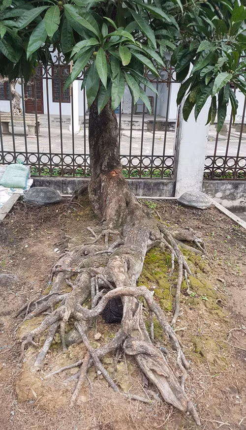 Những bộ rễ dài cả mét này bò trên chậu mang trở thành điểm đặc sắc của cây. Ảnh: Vietnamnet.