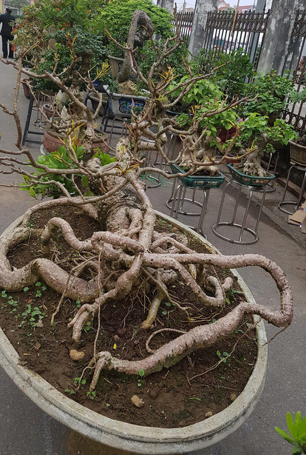 Người xem hình dung cây cóc đủ kiểu, có thể là hình thù một con tôm, hay cũng có thể là một con... bọ cạp. Ảnh: Vietnamnet.