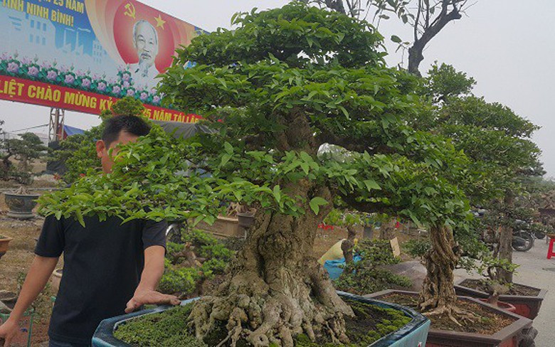 Cây cao hơn 1m, sở hữu cả 4 yếu tố là cổ, kì, mỹ, văn. Ảnh: Nhipsongviet.