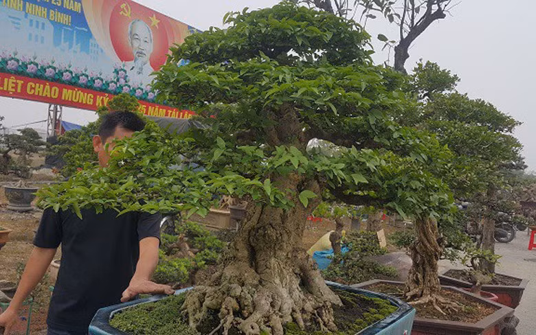 Cây cao hơn 1m, sở hữu cả 4 yếu tố là cổ, kì, mỹ, văn. Ảnh: Nhipsongviet.