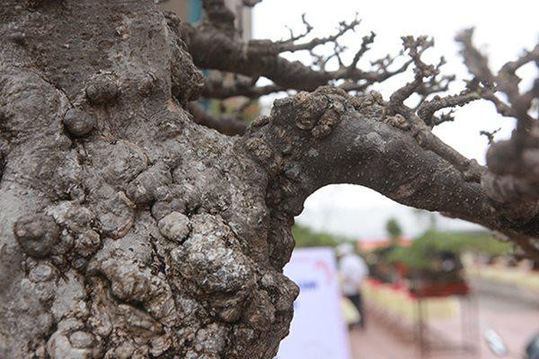 Anh Điệp cho biết, để sở hữu siêu cây này, anh đã phải mất 2 năm thuyết phục một đại gia chơi cây bán lại với giá 1 tỷ đồng. Ảnh: Dân Việt.