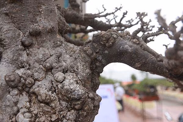 Anh Điệp cho biết, để sở hữu siêu cây này, anh đã phải mất 2 năm thuyết phục một đại gia chơi cây bán lại với giá 1 tỷ đồng. Ảnh: Dân Việt.