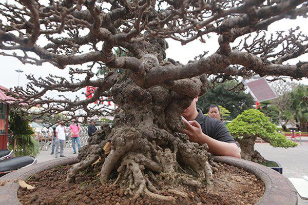 Gốc cây xù xì, nổi nhiều u cục. Ảnh: Dân Việt.