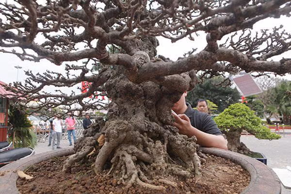 Gốc cây xù xì, nổi nhiều u cục. Ảnh: Dân Việt.