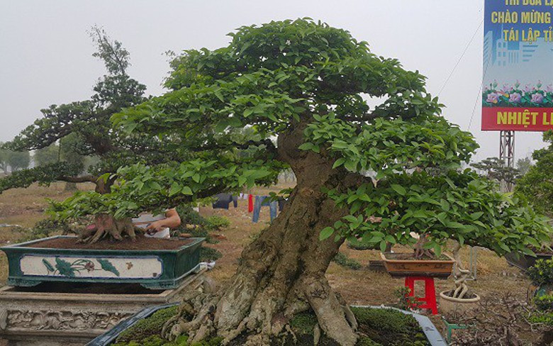 Cây mai chiếu thủy của anh Bùi Văn Toản ở Hải Dương có tuổi đời gần 100 năm từng được ra giá xuất vườn là 350 triệu đồng. Ảnh: Nhipsongviet.