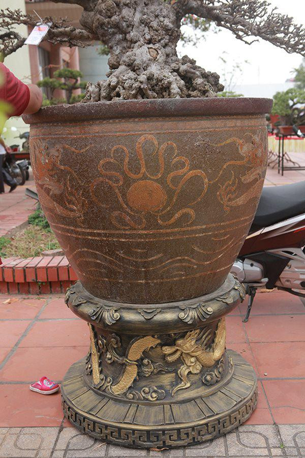 Đặc biệt, cây mai chiếu thủy được trồng trong chậu cổ mua từ Trung Quốc giá gần trăm triệu đồng. Ảnh: Dân Việt.