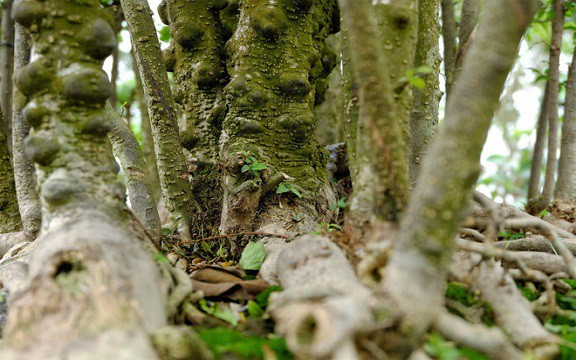 Ươm từng chồi mai chiếu thủy mới mọc ở gốc, cho đến ngày thành cả một rừng cây tươi tốt với bộ rễ "khủng", nhà vườn phải mất tới 10 năm. Ảnh: Nhịp sống kinh tế.