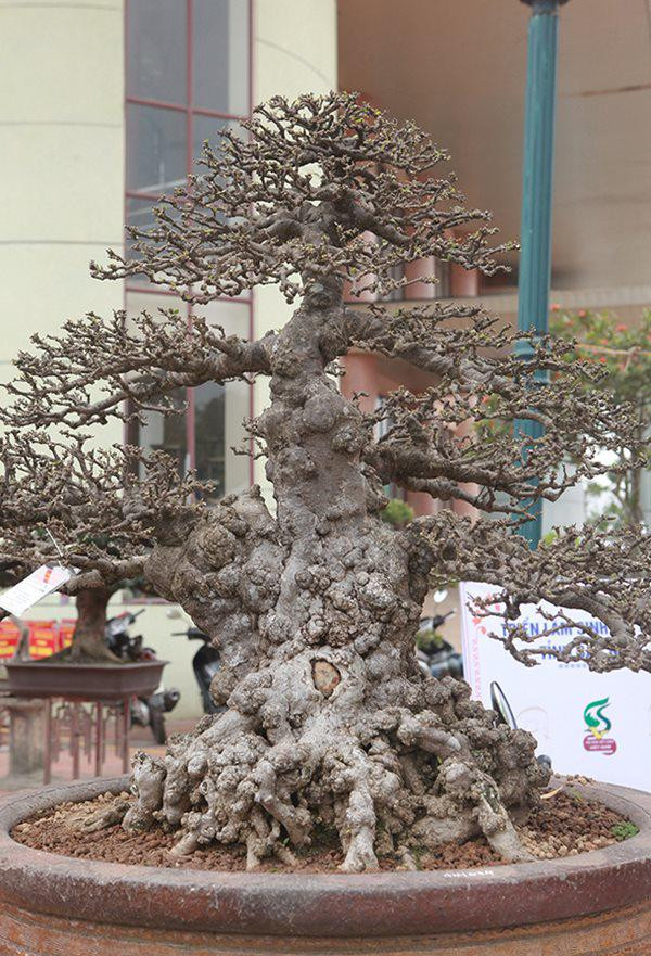 Cây mai chiếu thủy có tuổi đời khoảng 100 năm, được đánh giá là một cây tiêu chuẩn Quốc tế. Cây cao 1m, chu vi gốc 90cm và tán 80cm. Ảnh: Dân Việt.