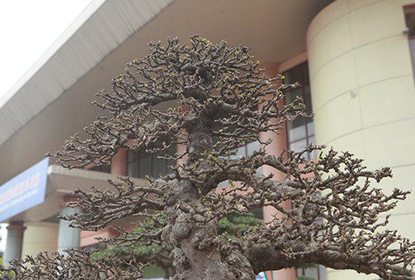 Tay cành của cây được phân chia hợp lý từ gốc đến ngọn. Ảnh: Dân Việt.