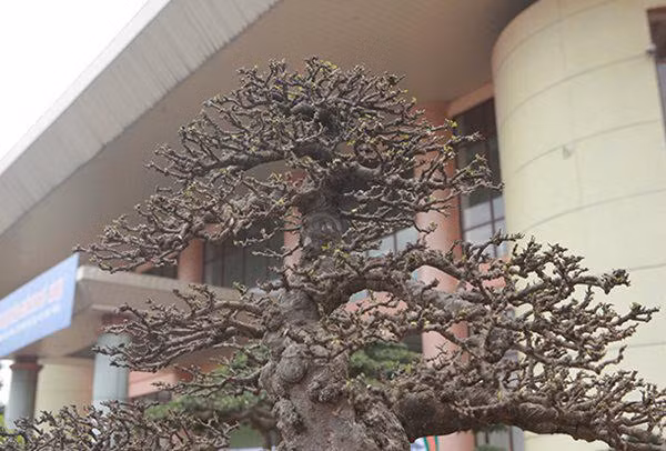 Tay cành của cây được phân chia hợp lý từ gốc đến ngọn. Ảnh: Dân Việt.