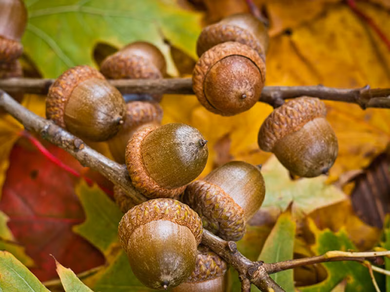 Sau đó lợn được chăn thả tự nhiên để ăn hạt dẻ sồi, các loại đậu, ngũ cốc, cỏ, thảo mộc (chỉ có ở vùng Địa Trung Hải) cho tới khi giết mổ. Thời gian nuôi ít nhất 12 tháng, trọng lượng đạt từ 100 – 115 kg. Ảnh: Getty.