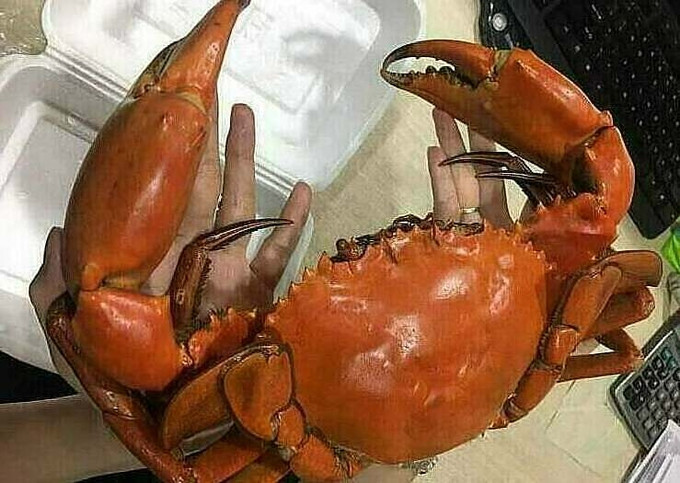 Cua biển kích thước lớn đắt như vậy là do chúng khá hiếm. Hơn nữa, đây lại là cua thiên nhiên sạch trong rừng nên thịt ngọt, chắc. Ảnh: Vnexpress.