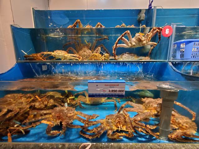 Đầu năm nay, do ảnh hưởng của dịch COVID-19, giá cua hoàng đế tại Việt Nam giảm nhiều hơn so với trước. Theo đó, cua hoàng đế tươi sống nhập khẩu Canada và Mỹ còn 1,7 – 1,8 triệu đồng/kg. Ảnh: Vietnamnet.
