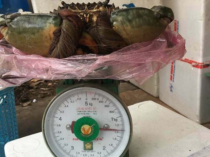 Theo Vnexpress, loài cua biển "khổng lồ" có trọng lượng từ 1-1,5kg đang được giới "sành ăn" săn đón dù có giá lên tới cả triệu đồng/con. Ảnh: Vnexpress.