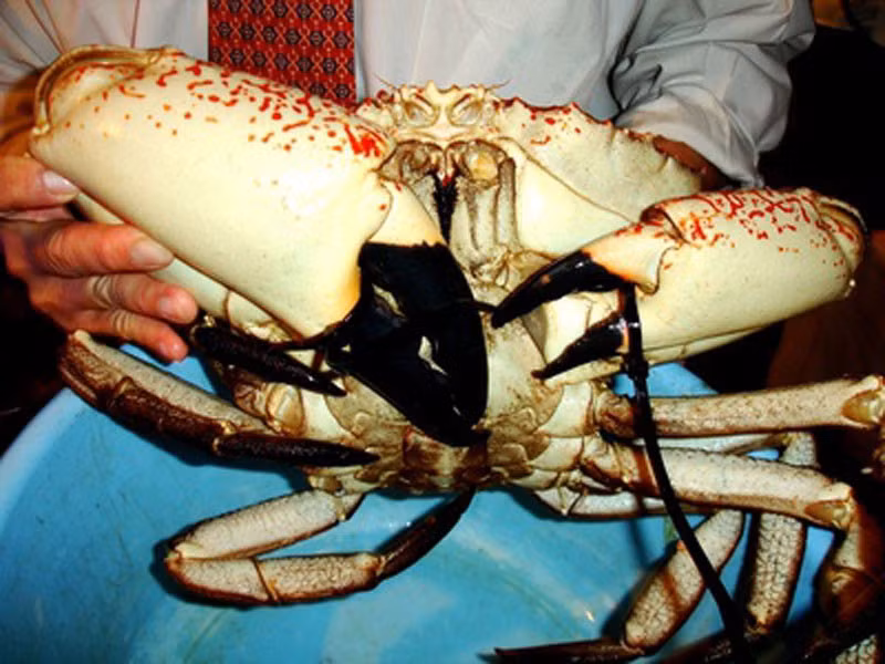 Tương ứng với độ khủng của con cua, giá cua Úc cũng thuộc diện siêu đắt đỏ khi một con nhỏ nhất khoảng 3kg đã có giá gần 20 triệu đồng, còn con nặng 8kg giá lên tới gần 60 triệu đồng. Ảnh: Vietnamnet.