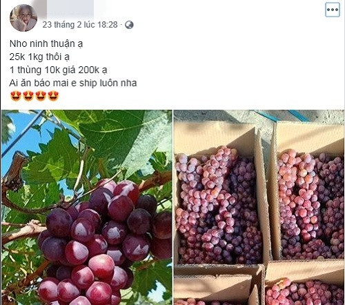 Theo khảo sát, nho Ninh Thuận được bán với giá từ 30.000 - 45.000 đồng/kg. Thậm chí, khách mua nhiều giá chỉ còn 200.000 - 25.000 đồng/10kg.