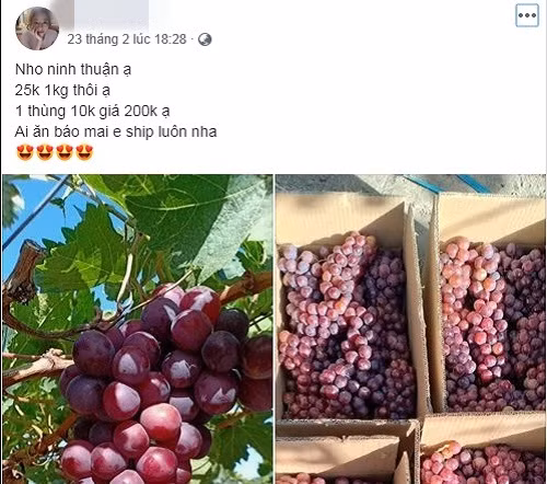 Theo khảo sát, nho Ninh Thuận được bán với giá từ 30.000 - 45.000 đồng/kg. Thậm chí, khách mua nhiều giá chỉ còn 200.000 - 25.000 đồng/10kg.