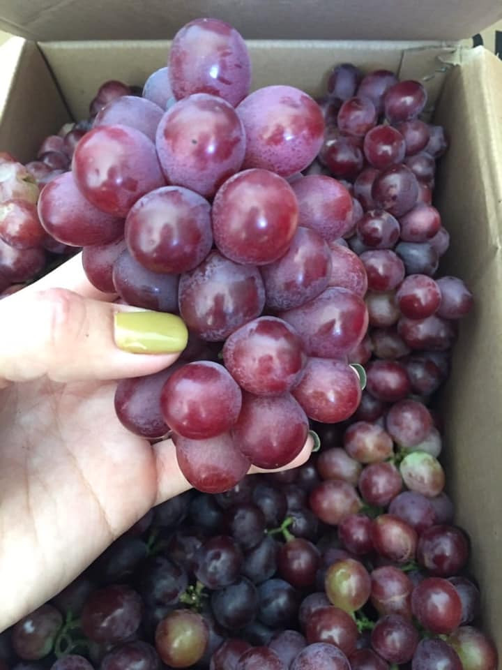 Về nho đỏ Ninh Thuận, quả hình cầu, nhỏ, vỏ rất mỏng, các chùm khít nhau, không rời rạc, vị ngọt và hơi chua. Khi quả chín thường có màu đỏ tươi đến đỏ đậm.