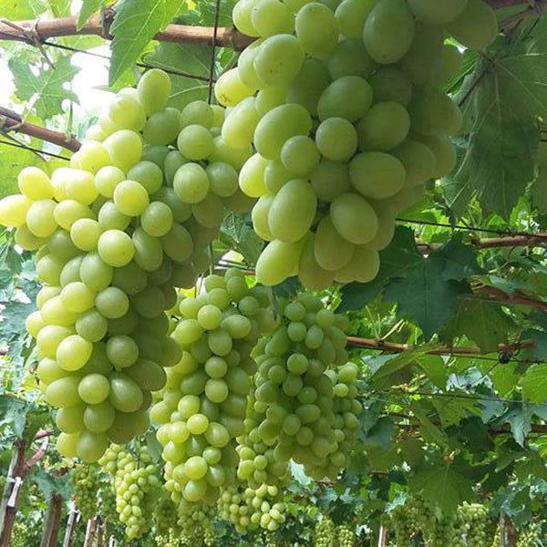 Các tiểu thương bán nho nhiều năm cho biết, nho Ninh Thuận có 2 loại: nho xanh và nho đỏ. Nho xanh Ninh Thuận thường có quả hình cầu, nhỏ bằng đầu ngón tay, màu xanh đẹp mắt. Một chùm có khoảng từ 200 - 250g/chùm, trái khít gần nhau.