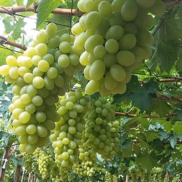 Các tiểu thương bán nho nhiều năm cho biết, nho Ninh Thuận có 2 loại: nho xanh và nho đỏ. Nho xanh Ninh Thuận thường có quả hình cầu, nhỏ bằng đầu ngón tay, màu xanh đẹp mắt. Một chùm có khoảng từ 200 - 250g/chùm, trái khít gần nhau.