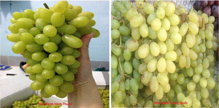 Trong khi đó, nho xanh Trung Quốc màu nhạt, vỏ mỏng và không có hạt. Thêm nữa, nho xanh Trung Quốc có vị ngọt gắt, cuống quả rất mảnh và thưa thớt so với nho Việt Nam.