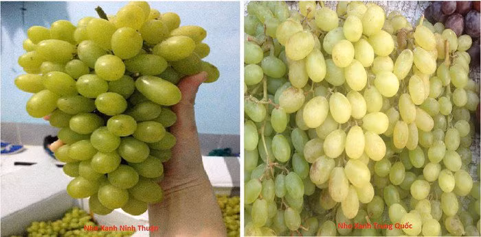 Trong khi đó, nho xanh Trung Quốc màu nhạt, vỏ mỏng và không có hạt. Thêm nữa, nho xanh Trung Quốc có vị ngọt gắt, cuống quả rất mảnh và thưa thớt so với nho Việt Nam.