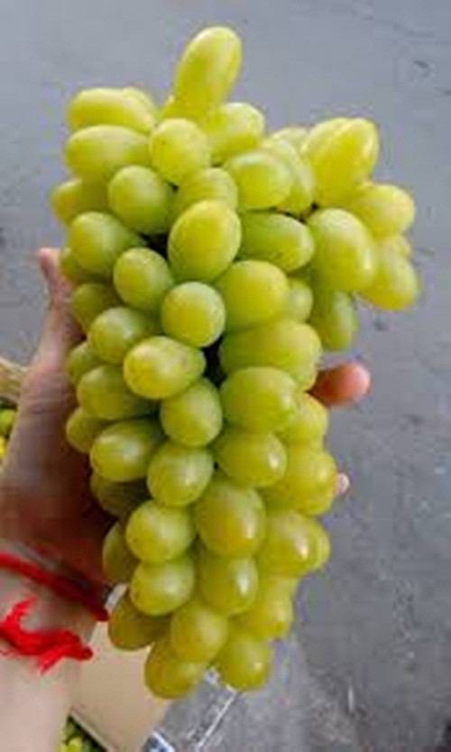 Nho xanh Ninh Thuận có vị ngọt và hơi chua, vỏ dày. Nếu dùng tay ấn vào sẽ thấy quả săn chắc, không bị nhão