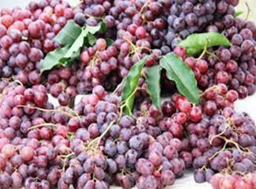 Khi ăn sẽ thấy có vị ngọt sắc và để trong tủ lạnh, nho này sẽ bị mềm và nhũn. Nguồn ảnh: Facebook.