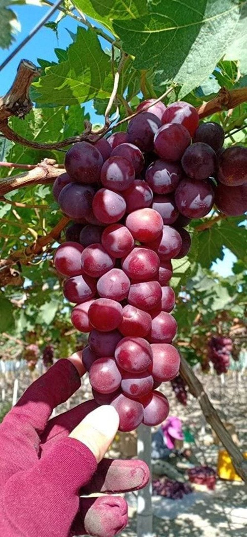 Tuy nhiên, không ít tiêu dùng băn khoăn không biết làm cách nào để phân biệt được rõ ràng nho Ninh Thuận và nho Trung Quốc.