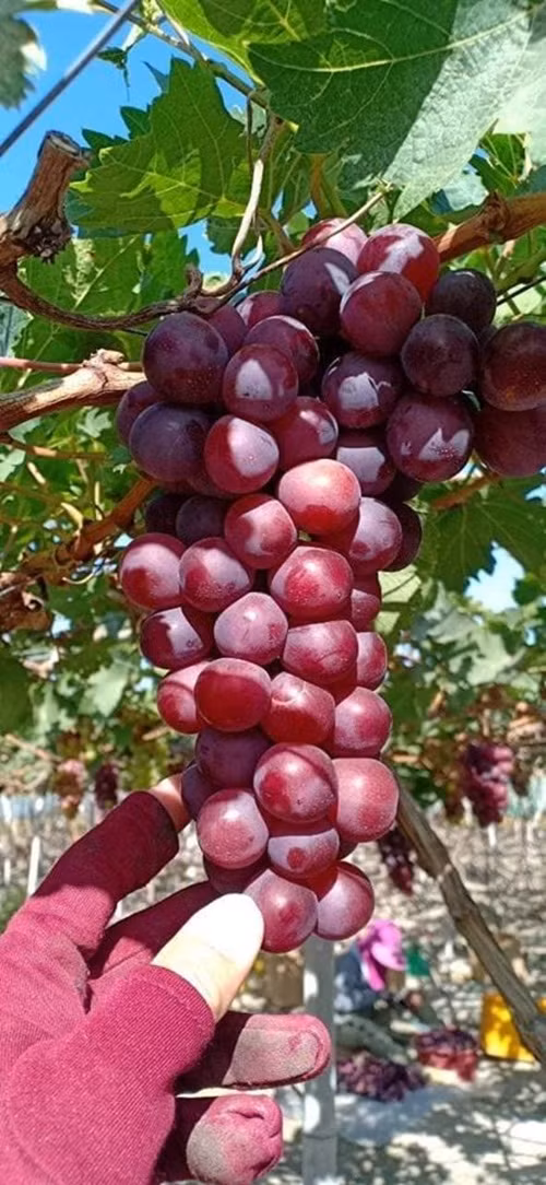 Tuy nhiên, không ít tiêu dùng băn khoăn không biết làm cách nào để phân biệt được rõ ràng nho Ninh Thuận và nho Trung Quốc.