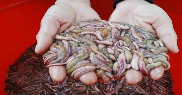 Là đặc sản thường chỉ xuất hiện vào cuối tháng 9, đầu tháng 10 ở vùng nước lợ miền Bắc, rươi được coi là thức ăn bổ dưỡng với giá bán vài trăm nghìn đồng/kg.