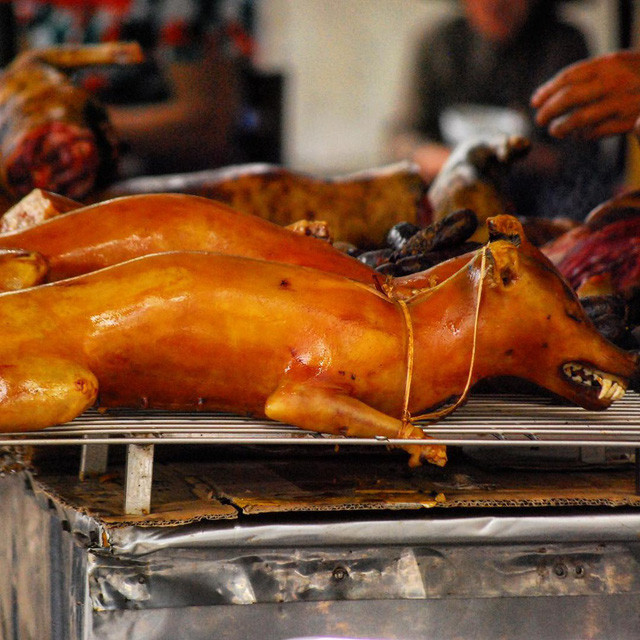 Thịt chó xuất hiện từ lâu trong nền ẩm thực Việt với giá từ 150.000 - 200.000 đồng/kg. Tuy nhiên, ngày nay người Việt đã hạn chế việc ăn thịt chó vì coi loài vật này là một người bạn trung thành.