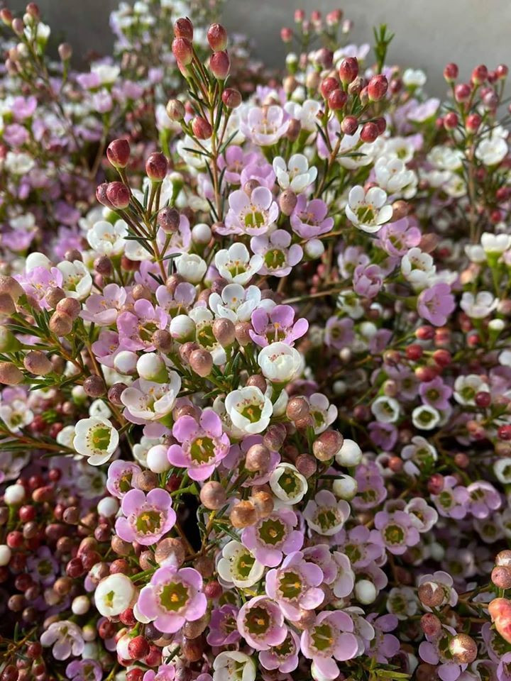 Gần Tết, lượng khách mua thanh liễu càng tăng nên nhiều cửa hàng luôn trong tình trạng khan hàng.