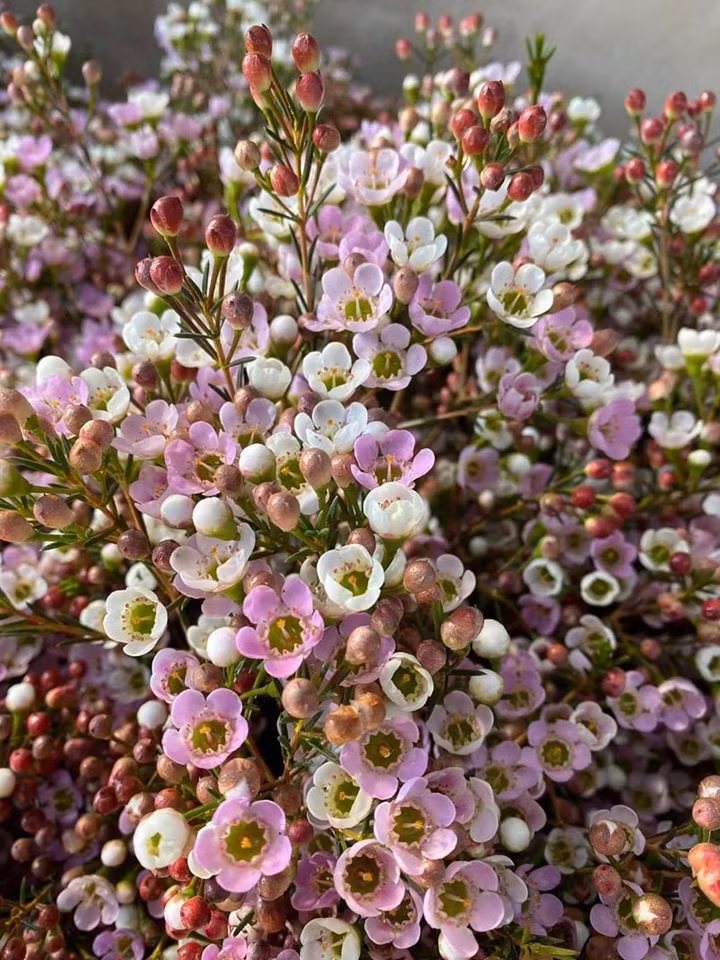 Gần Tết, lượng khách mua thanh liễu càng tăng nên nhiều cửa hàng luôn trong tình trạng khan hàng.