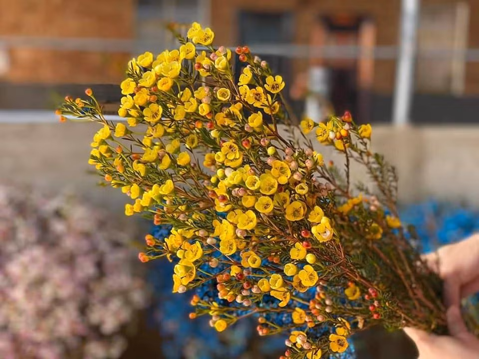 Thanh liễu mang vẻ đẹp đồng nội nhưng lại cực kì thu hút với màu sắc sang trọng cùng vẻ ngoài tinh tế.