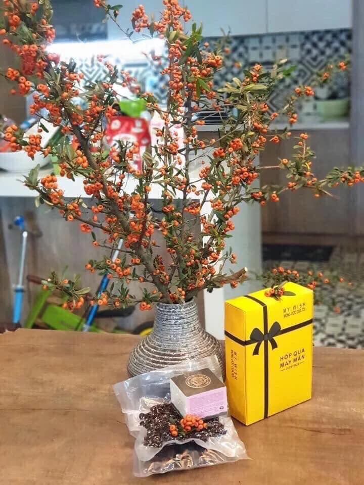 Một cành hồng gai gồm nhiều chùm quả nhỏ chi chít màu cam nhìn rực rỡ bắt mắt. Một bó hồng gai nhập khẩu giá cũng không quá đắt, chỉ từ 150.000-200.000 đồng.