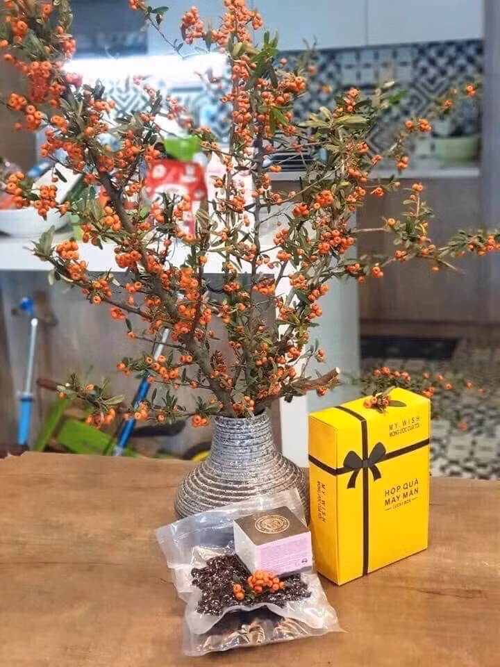 Một cành hồng gai gồm nhiều chùm quả nhỏ chi chít màu cam nhìn rực rỡ bắt mắt. Một bó hồng gai nhập khẩu giá cũng không quá đắt, chỉ từ 150.000-200.000 đồng.