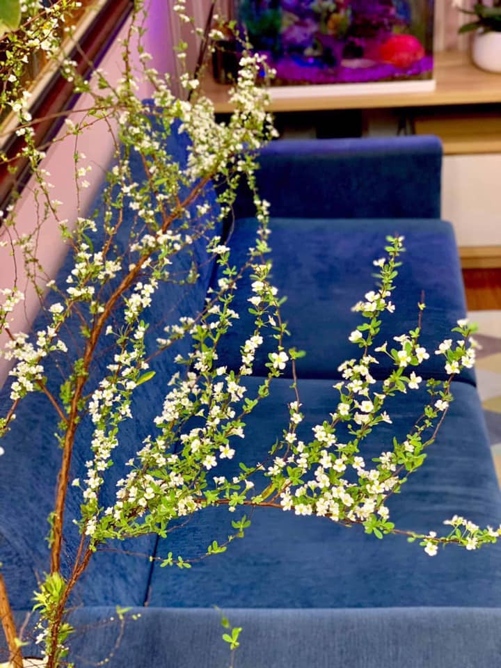 Xuất hiện ở Việt Nam cách đây khoảng 2 năm nhưng tuyết mai chỉ được bán ở các cửa hàng nhập khẩu với giá vài trăm nghìn đồng/bó, thậm chí có lúc giá còn bị đẩy lên 1,5-2 triệu đồng/bó.