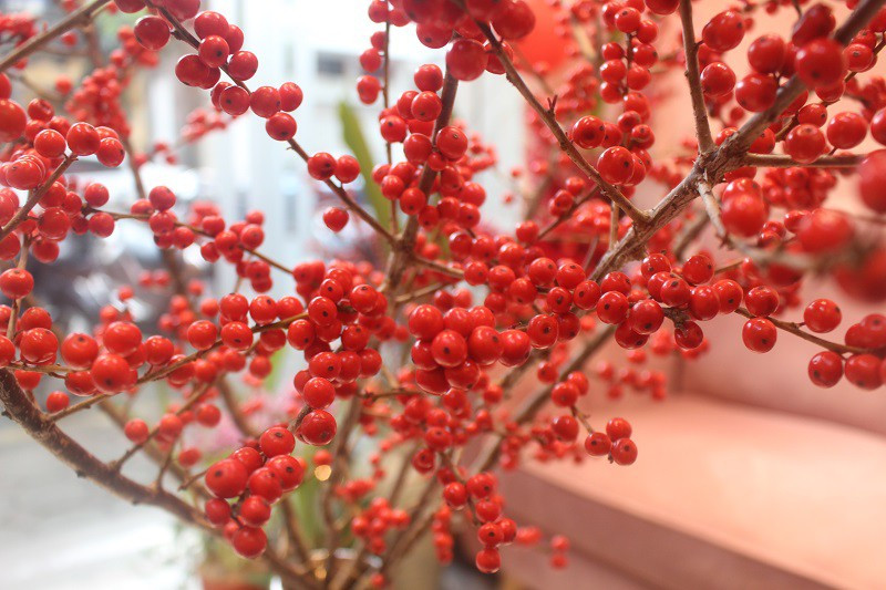 Đông đào đỏ nhập khẩu từ Hà Lan nên giá khá cao. Một cành đào đông cao trên 60cm có giá khoảng 300.000 đồng/cành, những cành dài hơn thì giá cao hơn, trên 80cm có giá 550.000 đồng/cành.