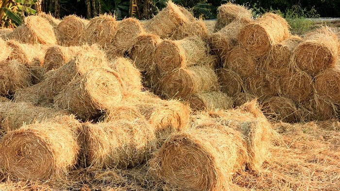 Trước đây, chị Trang thường về quê mang rơm hoặc vỏ trấu lên để trồng rau và hoa ở ban công nhưng giờ do bận hơn chị thường đặt mua trên mạng cho tiện. Ảnh: Internet.