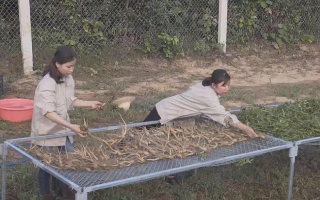 “Sâm Bố chính bán tại vườn chia làm 3 loại: Loại to có giá 800ngàn/kg; loại nhỏ hơn từ 600 -700 ngàn đồng/kg; Loại nhỏ nhất cũng có giá không dưới 120 nghìn/kg” - ông Phúc chia sẻ.