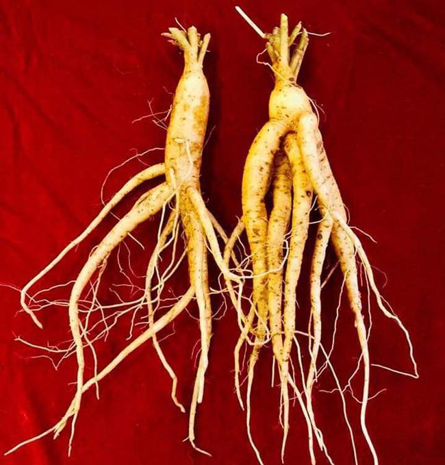 Củ sâm Bố chính thành phẩm