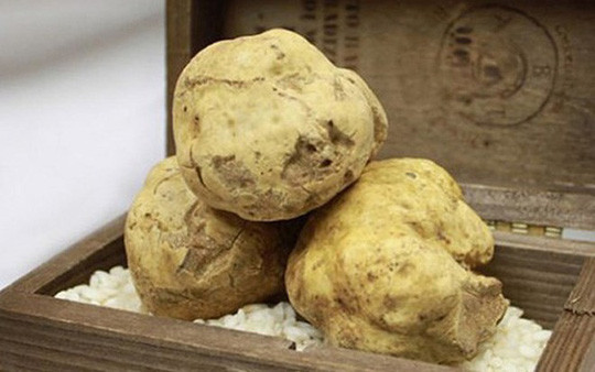 Nấm Truffle có hai loại là Truffle trắng và Truffle đen. Nấm Truffle trắng có vị ngọt, mùi thơm rất kỳ lạ và được gọi là “nấm kim cương”.